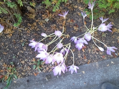 Colchicum autumnale