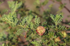 Dodonaea boroniifolia