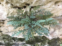 Myriopteris gracilis