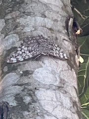 Hamadryas