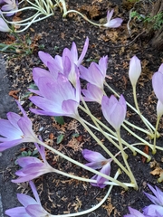 Colchicum autumnale