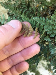 Myriopteris gracilis