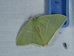 Urolitha bipunctifera