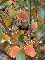 Aronia mitschurinii