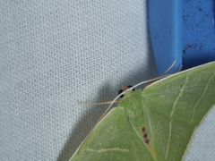 Urolitha bipunctifera