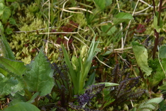 Platanthera dilatata