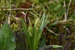 Platanthera dilatata