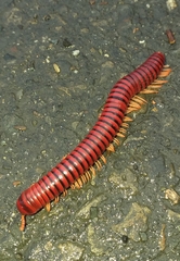 Rhinocricidae
