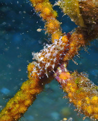 Crenavolva leopardus