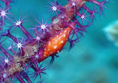 Crenavolva leopardus