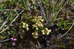 Phyllodoce glanduliflora