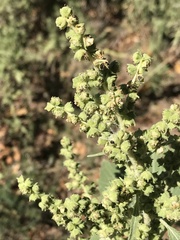 Chenopodiastrum murale