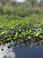 Hydrocotyle