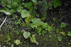 Pectiantia pentandra