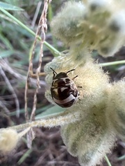 Orsilochides guttata