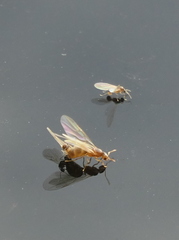 Brachymyrmex depilis