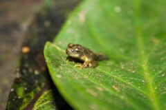 Plectrohyla