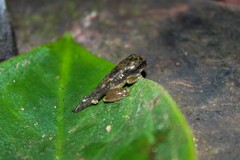 Plectrohyla