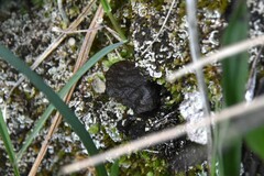 Arrhenia acerosa