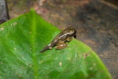 Plectrohyla