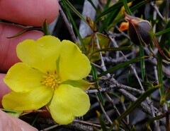 Hibbertia striata