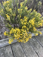 Ericameria ericoides