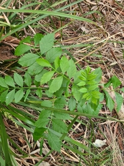 Fraxinus angustifolia