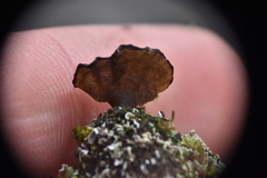 Arrhenia acerosa