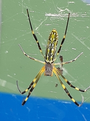 Trichonephila clavata