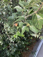 Libytheana carinenta mexicana