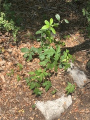 Toxicodendron pubescens