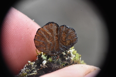 Arrhenia acerosa