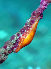 Crenavolva leopardus