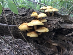Pholiota