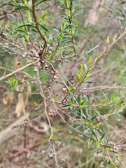 Kunzea leptospermoides