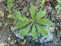 Rhododendron periclymenoides
