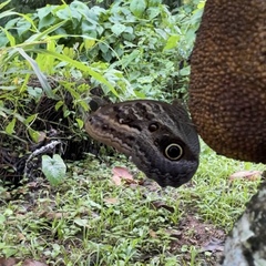 Caligo teucer insulanus