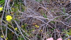 Hibbertia striata