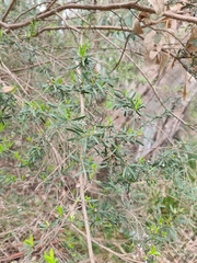 Kunzea leptospermoides