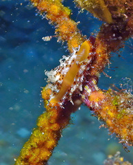 Crenavolva leopardus