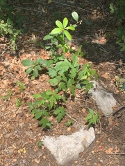 Toxicodendron pubescens