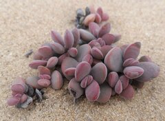 Crassula atropurpurea cultriformis