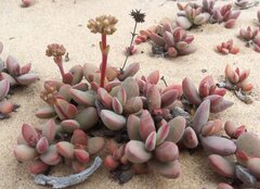 Crassula atropurpurea cultriformis
