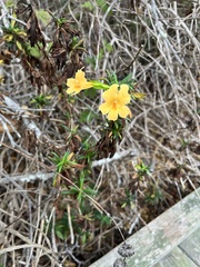 Diplacus aurantiacus