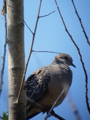 Streptopelia orientalis