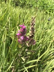 Castilleja rhexiifolia