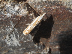 Catoptria