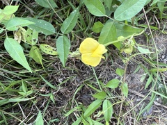 Vigna luteola