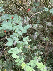 Rosa nutkana