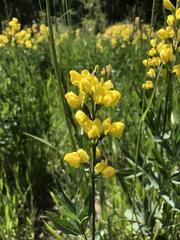 Thermopsis